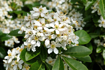 White Choisya ternata, or Mexican Orange Blossom, in flower.