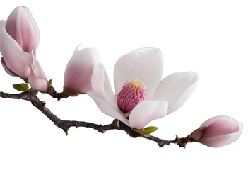 Beautiful blooming magnolia branch isolated on transparent anthracite background Spring flowers