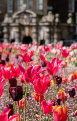 Colourful tulips, photographed in springtime at Victoria Embankment Gardens on the bank of the River Thames in central London, UK.