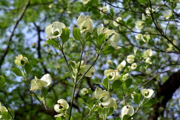 Blühener Blumenhartriegelbaum im Frühling