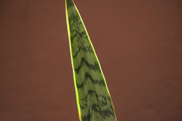 Folha de planta espada de são Jorge, verde e amarela, fundo marrom avermelhada.