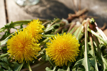 Whole dandelion plants with flowers and  roots on a table in sunlight