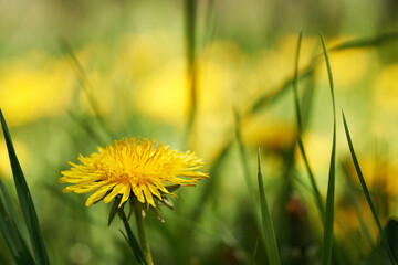 Fresh dandelion flower growing outdoors in a meadow - 788716139