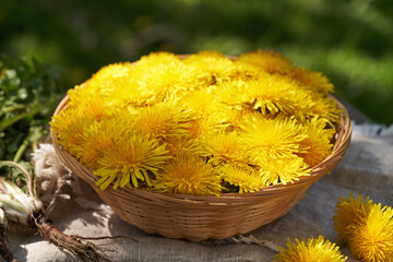 Yellow dandelion flowers in a basket and dandelion roots outdoors in a meadow in sunlight - 788716344