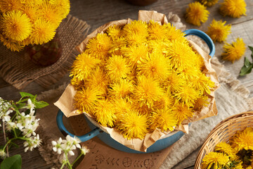 Fresh dandelion flowers in a blue pot on a table in spring - ingredient for herbal syrup
