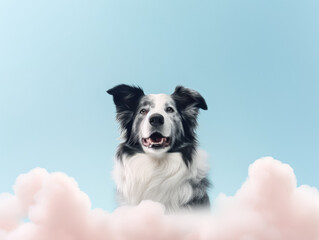 A dog with a black and white coat is staring at the camera. The sky behind the dog is cloudy, giving the image a moody and somewhat somber feel