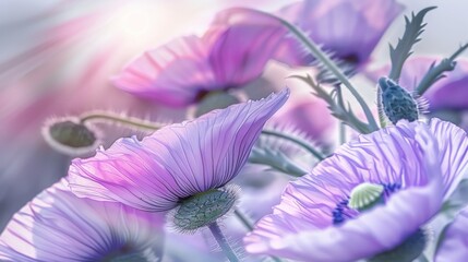 Papaver rhoeas Angels Choir is a corn poppy with purple veined flowers. Copy space image. Place for adding text or design