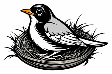 Naklejka premium Black and white, Robin bird sit in nest, on white background
