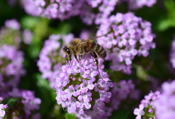 Biene auf blühendem Feldthymian