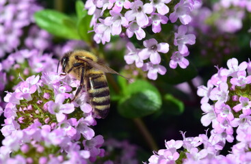 Biene auf blühendem Feldthymian