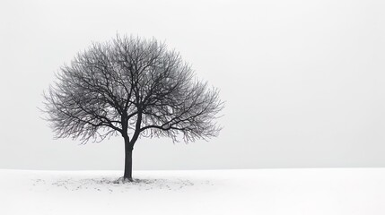 A solitary tree silhouette stands tall against a clean white background, its branches reaching ou