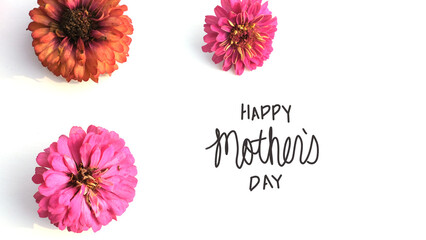 Happy Mothers day modern spring greeting with pink zinnia flower blooms on white background.