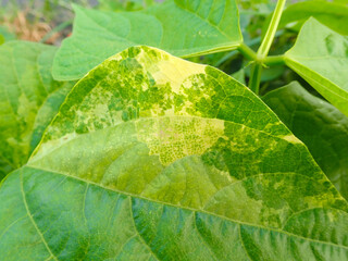 mite, spider, spider mite, leaf, plant, garden, green beans, bean plant, pest, insect, closeup,...