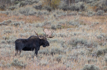 Bull Moose During the Rut in Wyoming in Autumn
