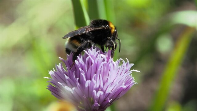 The bumblebee collects pollen from the inflorescences. Onion flower. Spring. Close-up.