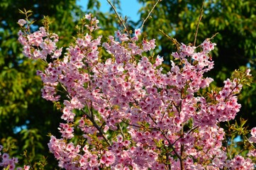 桜 （さくら）サクラ　ソメイヨシノ