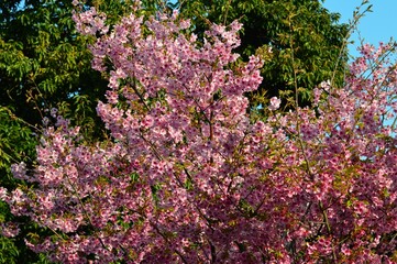 桜 （さくら）サクラ　ソメイヨシノ