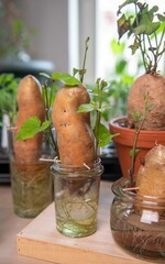 Regrowing Süßkartoffel, keimende Kartoffel, Anbau, Selbstversorgung