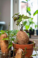 Regrowing Süßkartoffel, keimende Kartoffel, Anbau, Selbstversorgung