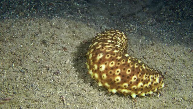 Spotted Sea cucumber cotton-spinner (Holothuria sanctori) slowly turns in front of the camera, medium shot.
