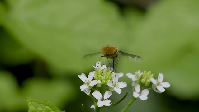 Dark-edged Bee-fly Feeding on Garlic Mustard in Slow Motion