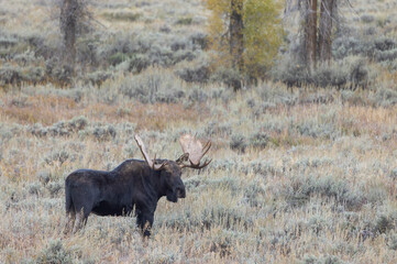 Bull Moose During the Rut in Wyoming in Autumn