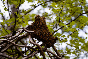 Bee Swarm on a structure