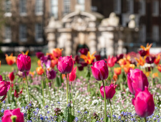 Colourful tulips, photographed in springtime at Victoria Embankment Gardens on the bank of the...