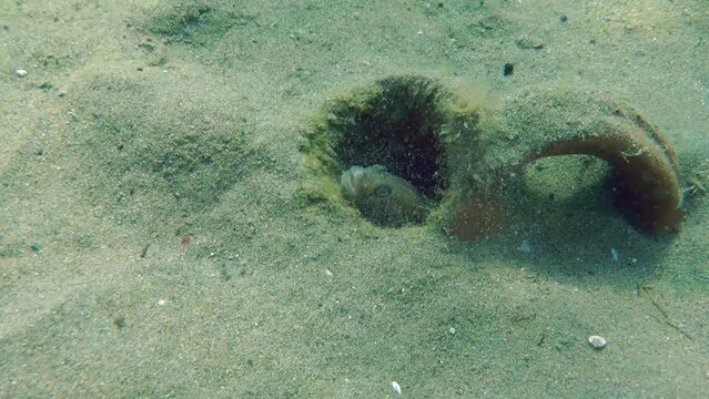 A male Black goby (Gobius niger) in breeding plumage hides in the shelter of an ancient amphora, medium shot.