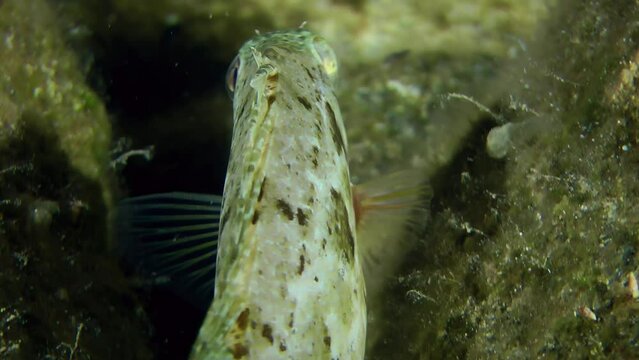 Alien species: Spinefoot or Rabbitfish (Siganus sp.) in night color among bottom rocks, portrait.