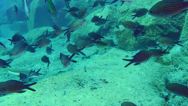 A large flock of Damselfish (Chromis chromis) slowly circles in front of the camera against the backdrop of bottom rocks.
