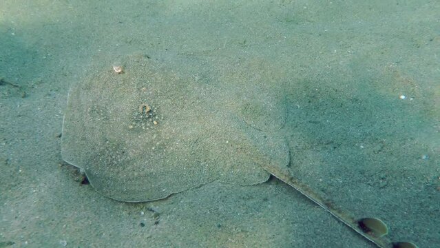 Marine fish Twineye ray (Raja miraletus) slides along the sandy seabed, then moves away. Mediterranean.