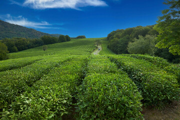 Fototapeta na wymiar Tea plantation in Matsesta. Panoramic view of rows of tea bushes with a field road going beyond the horizon. A small old truck is driving along the road.