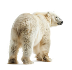 Majestic polar bear standing on white background