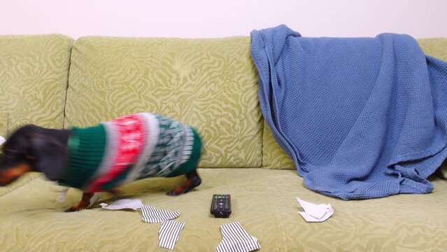 Funny dog in sweater with address card sits on sofa, chewed paper barks demandingly, attracts owner attention, the hand raises a finger up, a gesture of approval, encouragement Home pet training