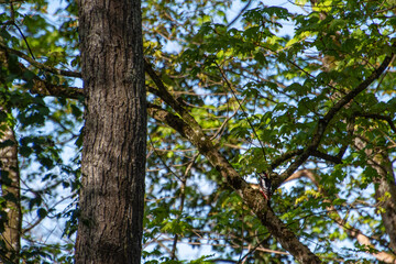 pic épeiche posé sur une branche en forêt