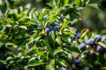 A close up of sloes growing on a blackthorn bush in the sunshine, with selective focus - obrazy, fototapety, plakaty