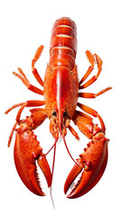 A bright red lobster on a black background