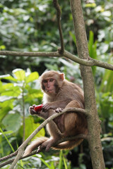 Fototapeta premium A baby monkey is picking wild fruits to eat at Son Tra Mountain, Da Nang, Vietnam