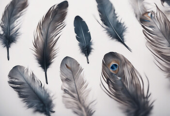 Obraz premium Feathers on white background