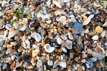Multi-colored pebbles are seen at Tien Sa beach, next to Son Tra mountain, Da Nang, Vietnam