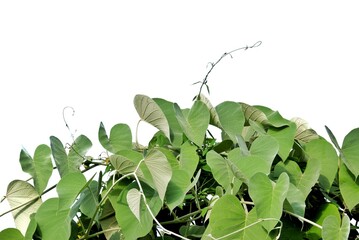A climber plant leaf on white isolated background for green foliage backdrop 