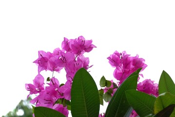 A sweet purple bouquet flower blossom with green leaves background on white isolated 
