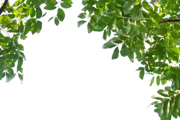 A Tropical tree with leaves branches on white isolated background for green foliage backdrop 