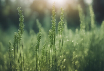 Herb horsetail with sun rays natural medicine from wild plants