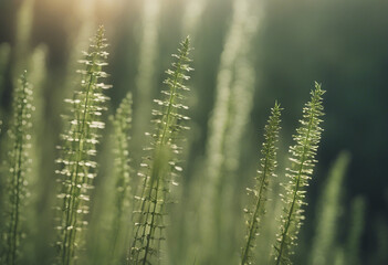 Herb horsetail