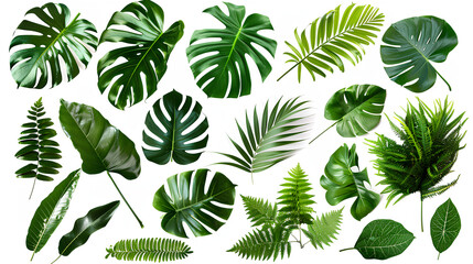 Collection of green leaves of tropical plants bush (Monstera, palm, rubber plant, pine, bird's nest fern)