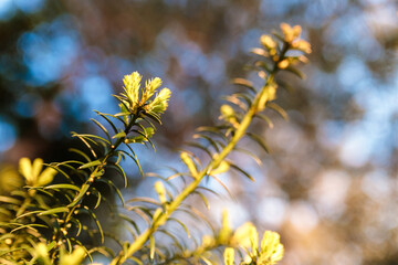 Fototapeta premium green, bushes, tree, golden hour, yellow