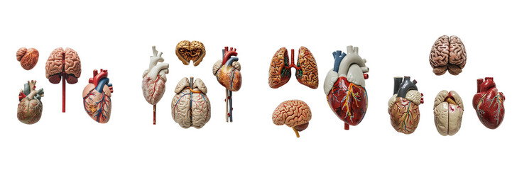 Set of a miniature brain, heart, and lung models is on a ,transparent background