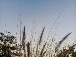 reeds in the wind